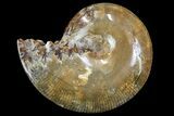 Polished, Agatized Ammonite (Phylloceras?) - Madagascar #149255-1